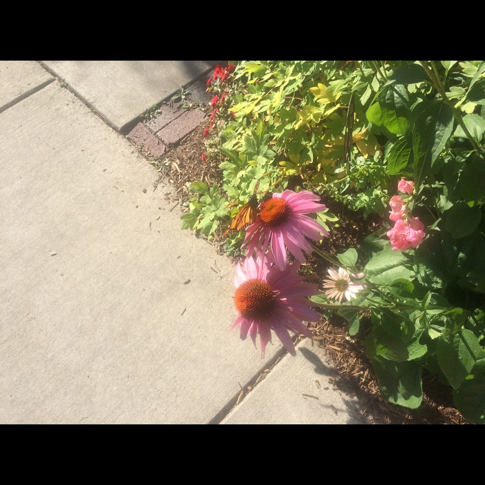 Meet your Posher, Susie